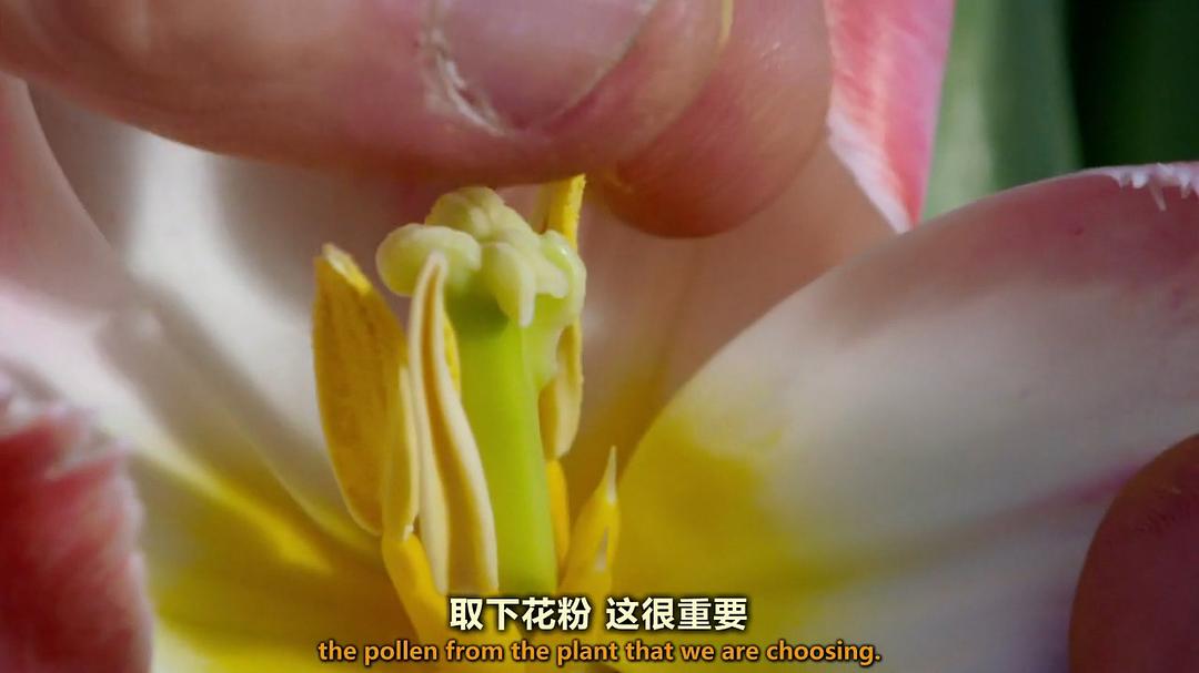 世界上最大的鲜花市场 The World's Biggest Flower Market