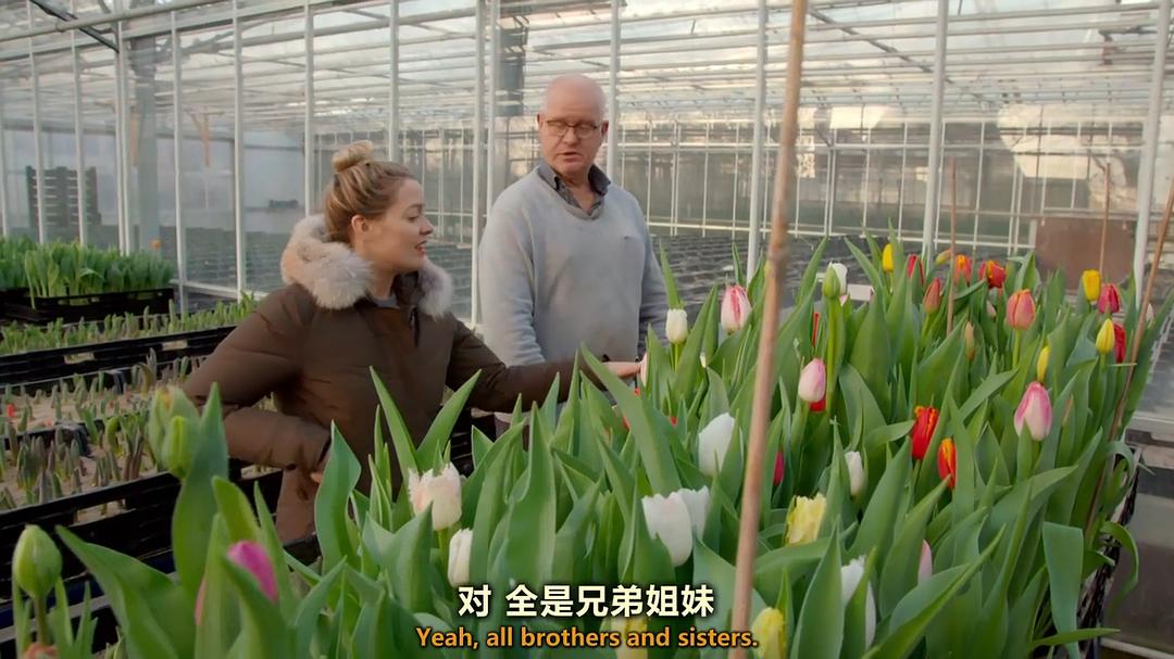 世界上最大的鲜花市场 The World's Biggest Flower Market