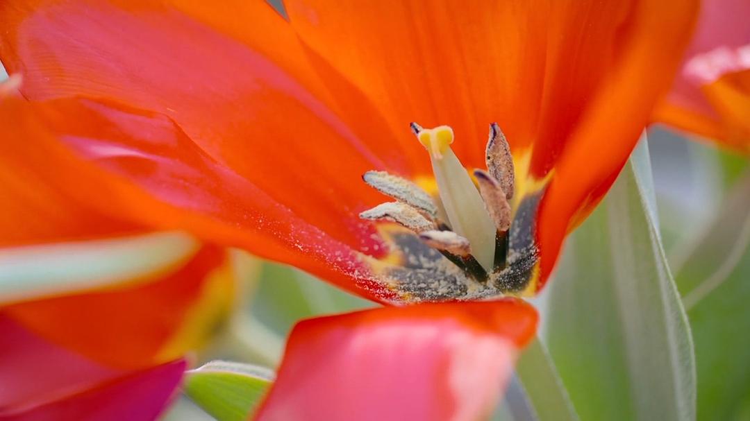 世界上最大的鲜花市场 The World's Biggest Flower Market