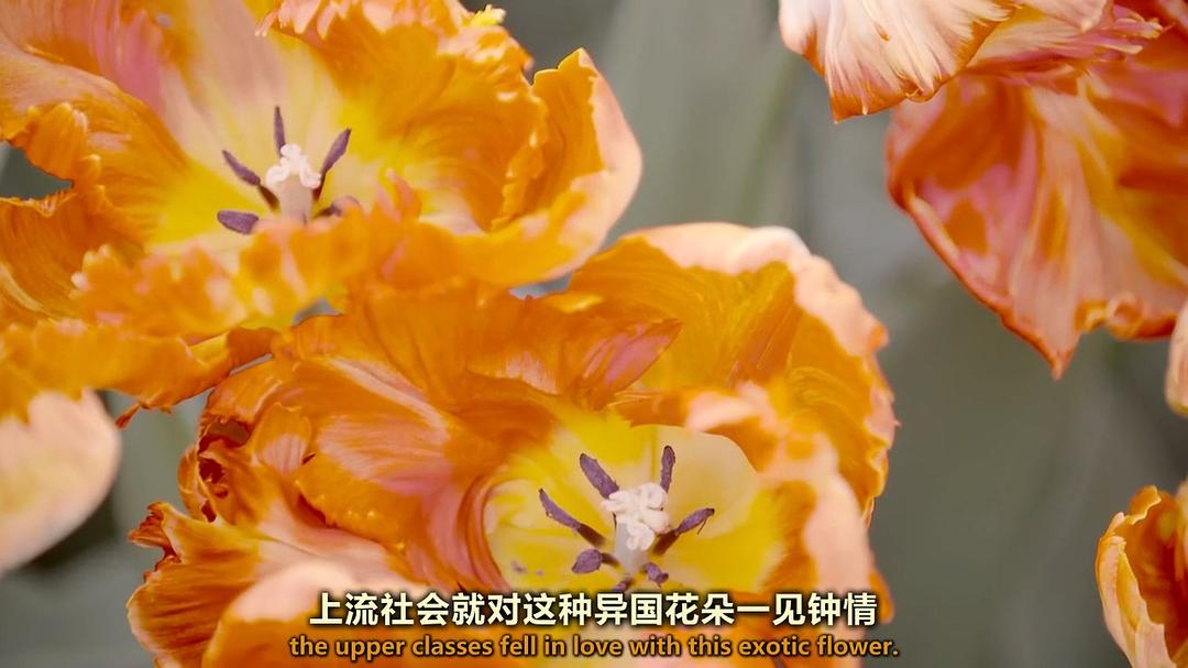 世界上最大的鲜花市场 The World's Biggest Flower Market