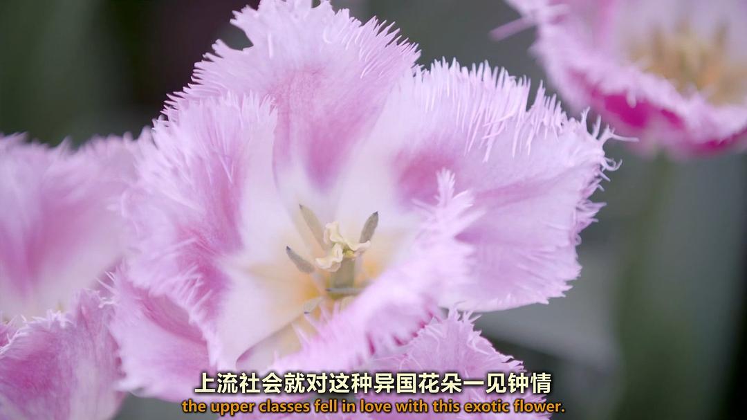 世界上最大的鲜花市场 The World's Biggest Flower Market