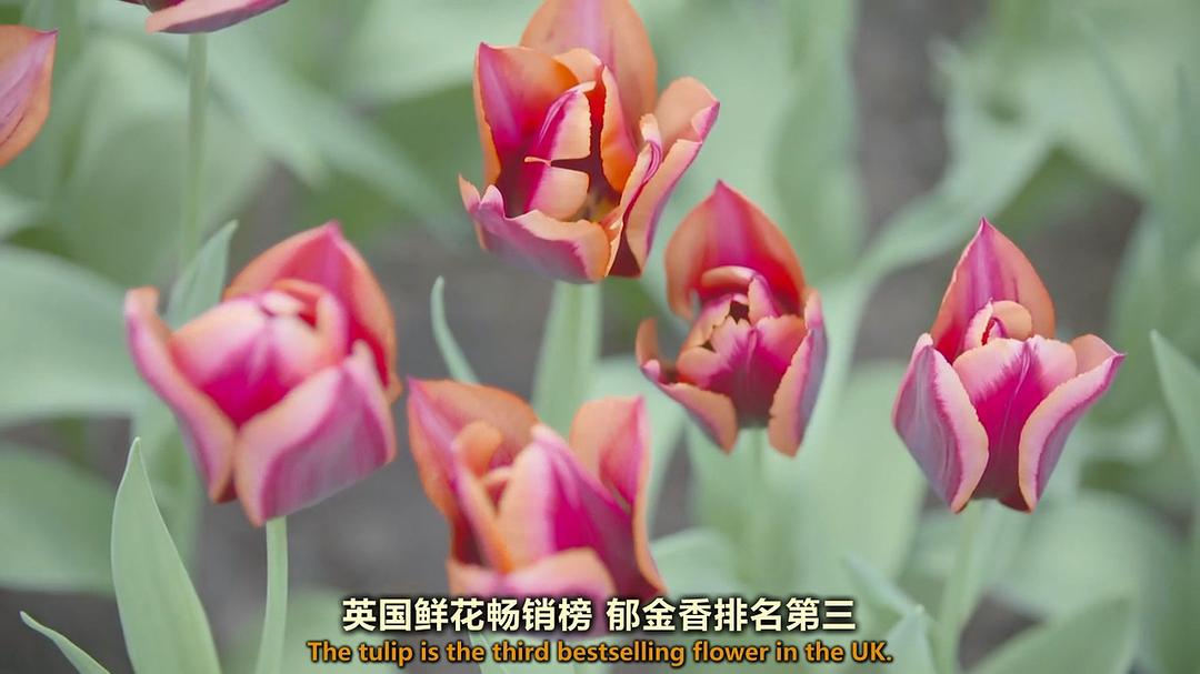 世界上最大的鲜花市场 The World's Biggest Flower Market