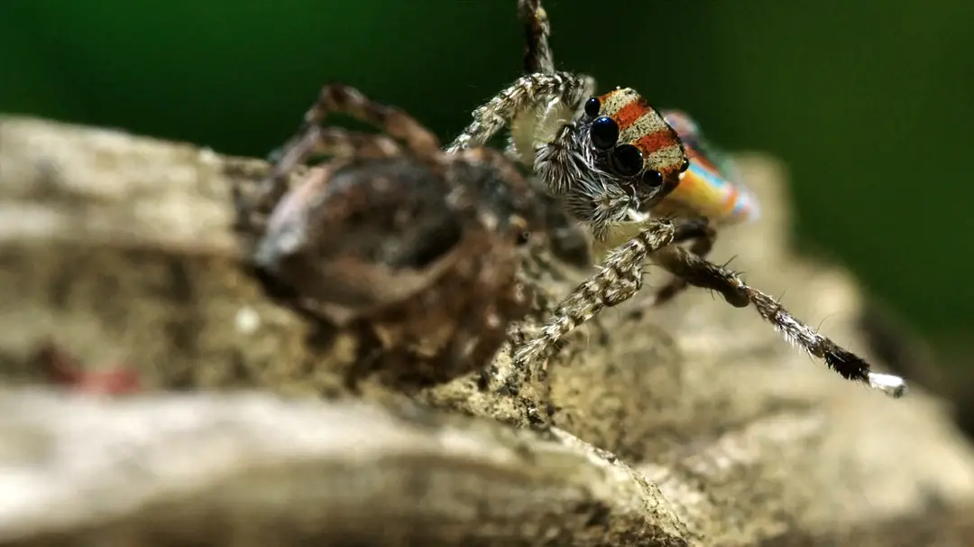 绿野仙澳 Australia: Earth's Magical Kingdom