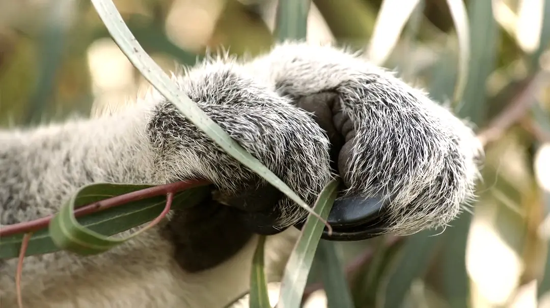绿野仙澳 Australia: Earth's Magical Kingdom