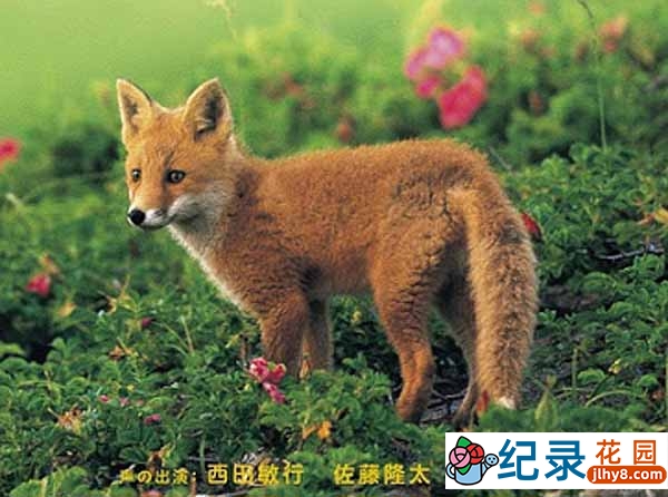 自然生物纪录片《狐狸的故事》全1集 标清纪录片资源百度云盘下载