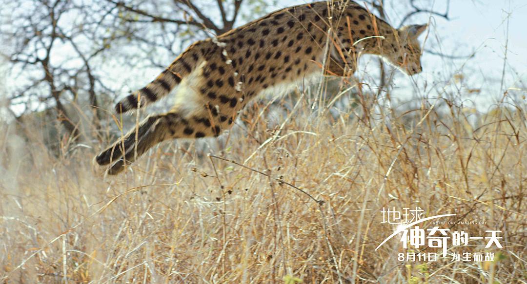 地球：神奇的一天 Earth: One Amazing Day