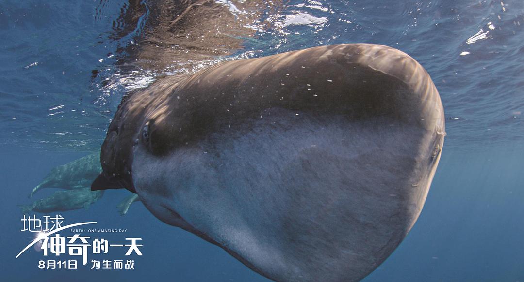 地球：神奇的一天 Earth: One Amazing Day