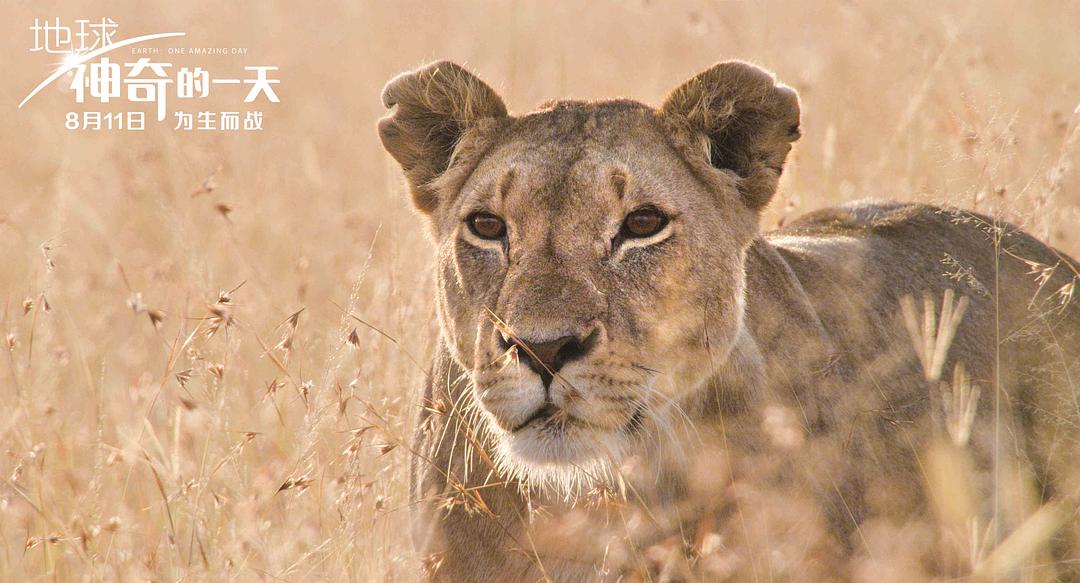 地球：神奇的一天 Earth: One Amazing Day