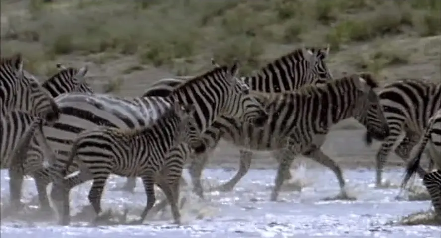 枪炮病菌与钢铁 Guns, Germs, and Steel