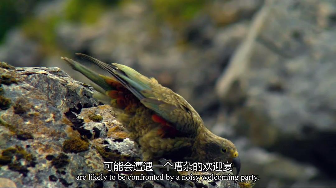 新西兰：神话之岛 New Zealand: Earth’s Mythical Islands