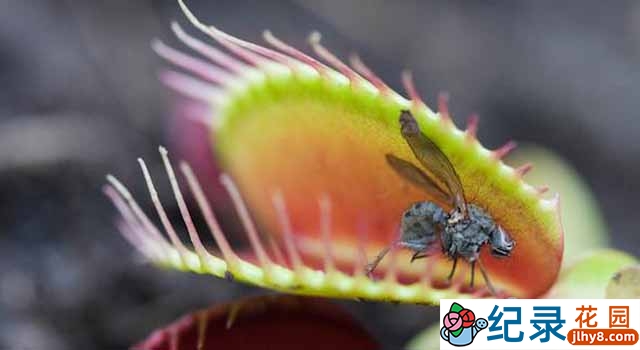 BBC生命探索纪录片《植物私生活 The Private Life of Plants》全6集 720P/1080i高清纪录片资源百度云盘下载