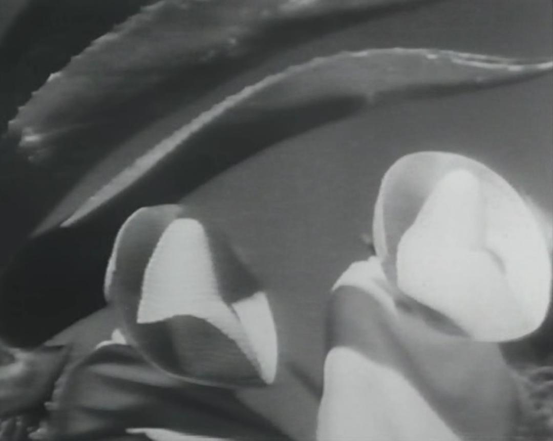 墨西哥万岁 ¡Qué viva México! – Да здравствует Мексика!