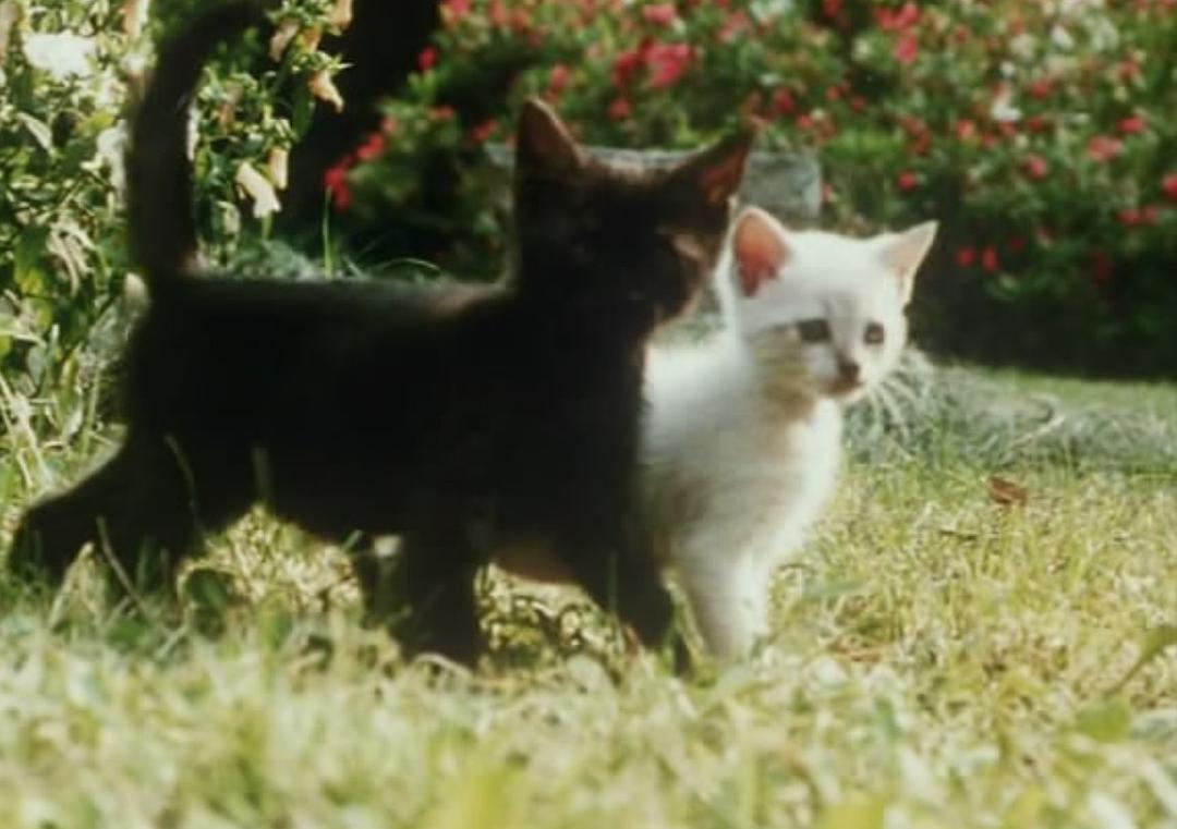 风的第一声呼吸 Al primo soffio di vento