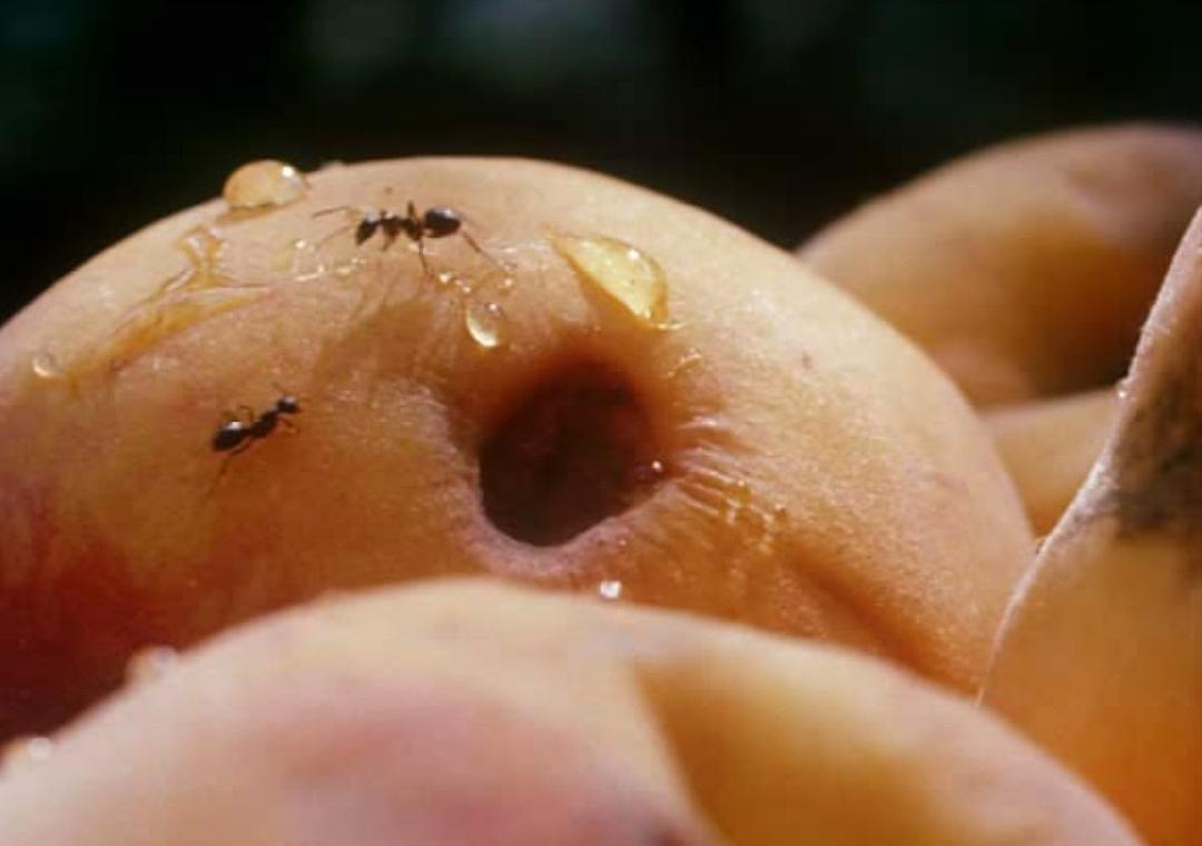 风的第一声呼吸 Al primo soffio di vento