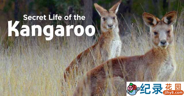 PBS野生动物纪录片《袋鼠的秘密生活 Secret Life of the Kangaroo》全3集中字 TS/蓝光高清纪录片资源百度云盘下载