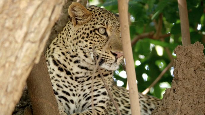 非洲猎手 Africa’s Hunters