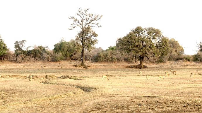 非洲猎手 Africa’s Hunters