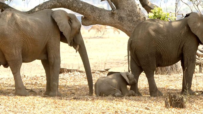 非洲猎手 Africa’s Hunters