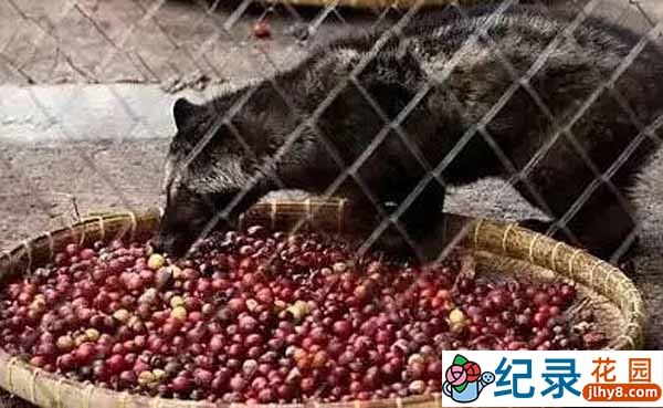 商业内幕纪录片《猫屎咖啡背后的残忍真相 Our World: Coffee’s Cruel Secret》全1集中字 720P高清纪录片资源百度云盘下载