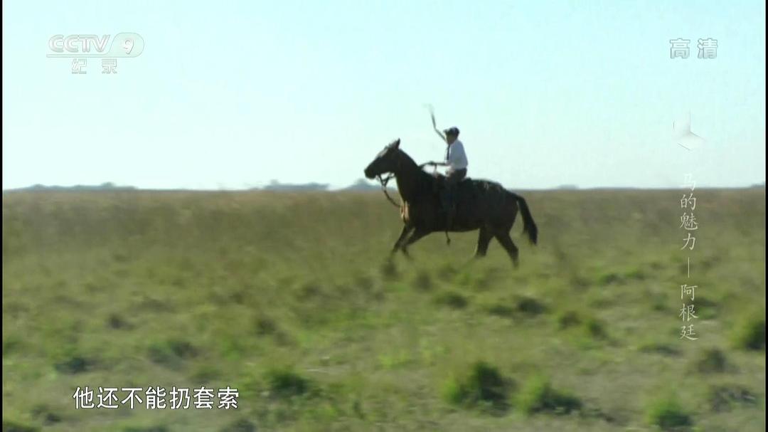 马的魅力 Im Bann der Pferde