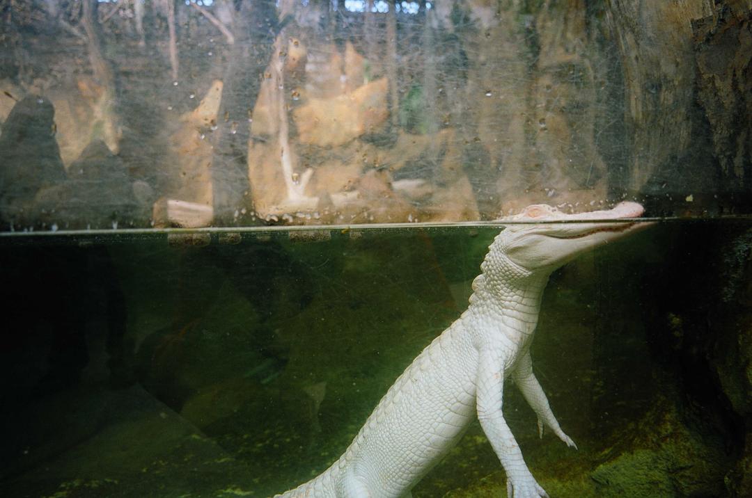 忘梦洞 Cave of Forgotten Dreams