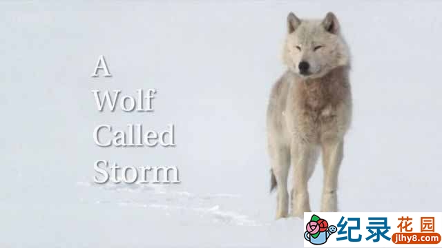 BBC自然生态纪录片《狼之风暴 A Wolf Called Storm》全1集 720P/1080i高清纪录片资源百度云盘下载