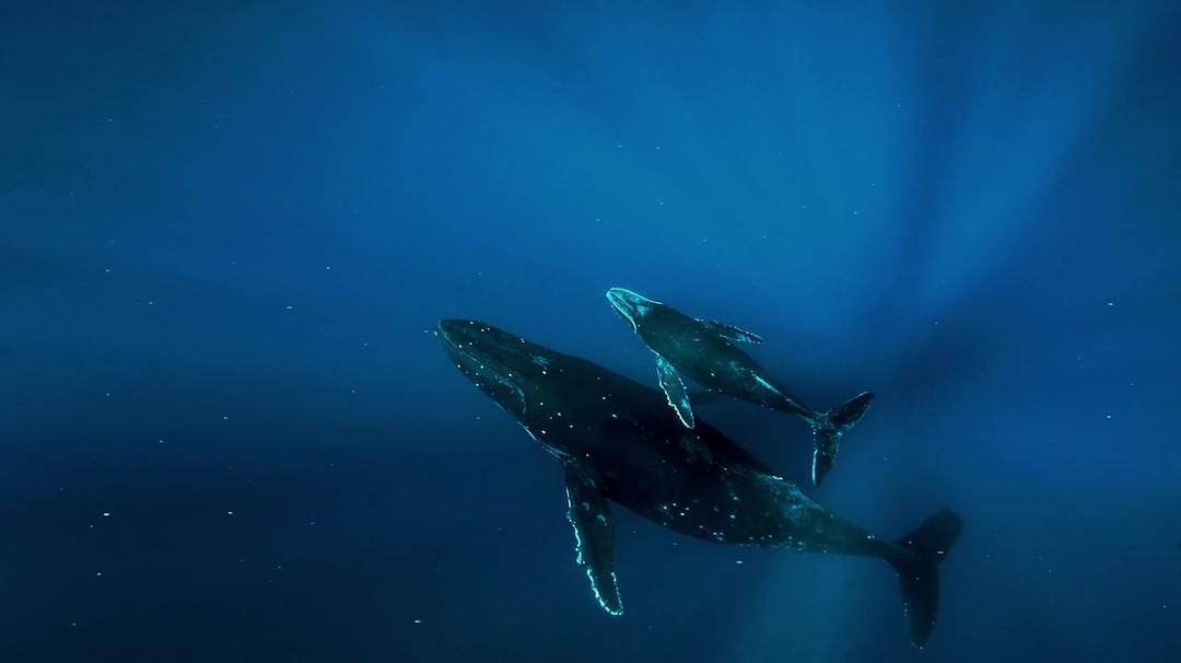座头鲸 Humpback Whales