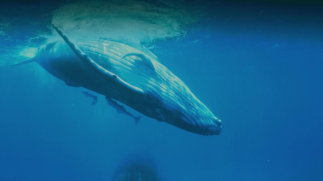 座头鲸 Humpback Whales