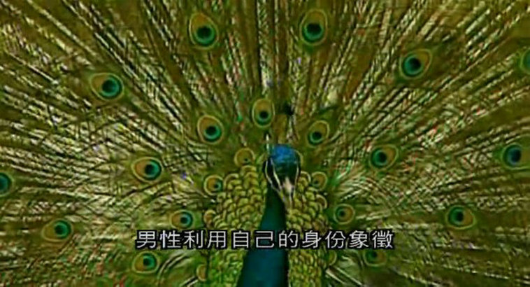 人类本能 Human Instinct