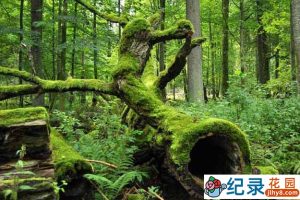 国家地理自然生态纪录片《森之秘境 Kingdom Of The Forest》全1集 720P/1080i高清纪录片资源百度云盘下载