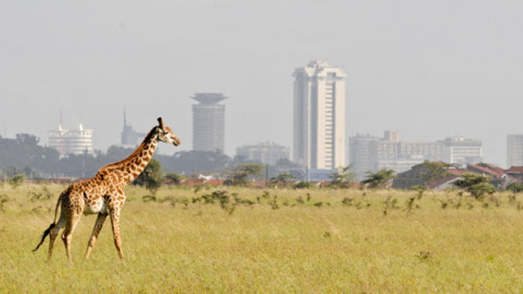 野性内罗毕 Wildes Nairobi – Wo Leoparden durch Gärten schleichen