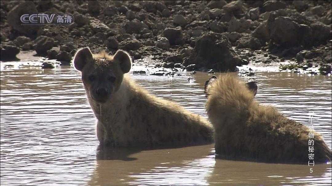 野生动物的秘密 第一季 Wild Secrets Season 1