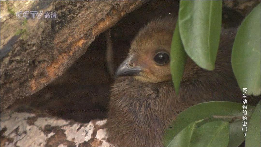 野生动物的秘密 第一季 Wild Secrets Season 1
