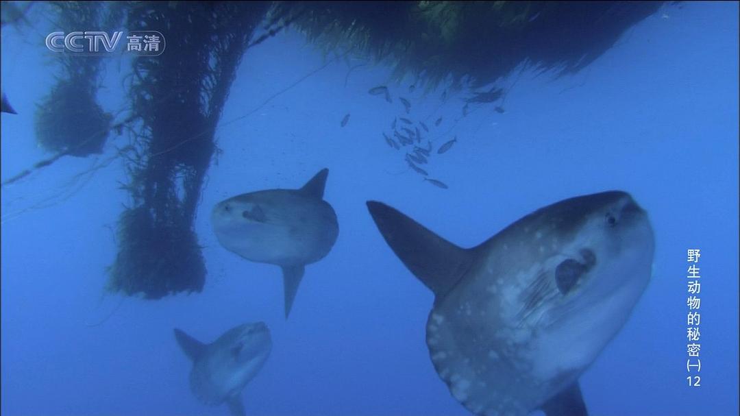 野生动物的秘密 第一季 Wild Secrets Season 1