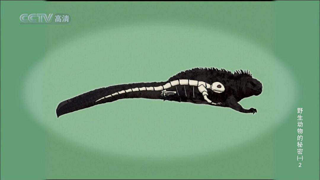 野生动物的秘密 第一季 Wild Secrets Season 1