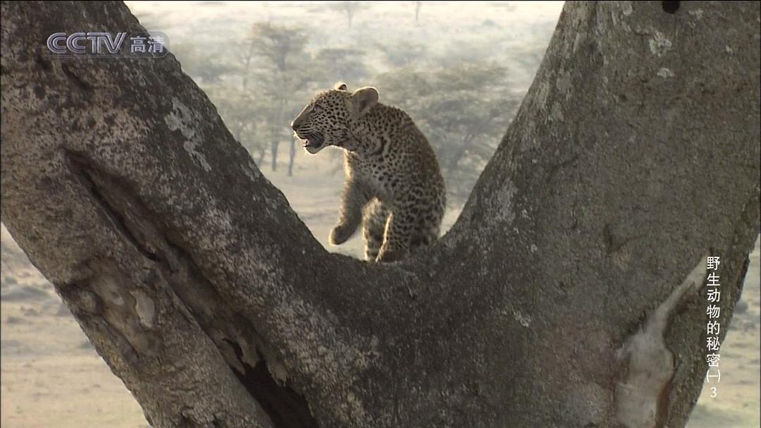 野生动物的秘密 第一季 Wild Secrets Season 1