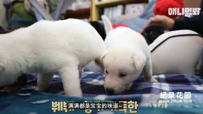 趣味动物行为纪录片《TV动物农场 短视频版》第2季中字 1080高清纪录片解说素材百度云盘下载