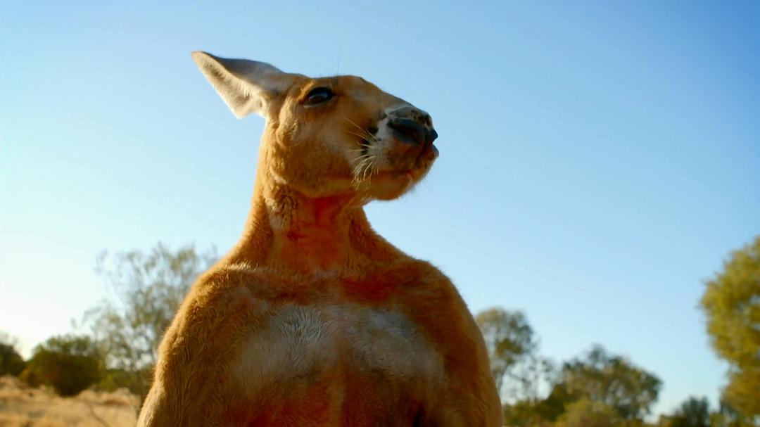 世界上最狡猾的动物 World's Sneakiest Animals