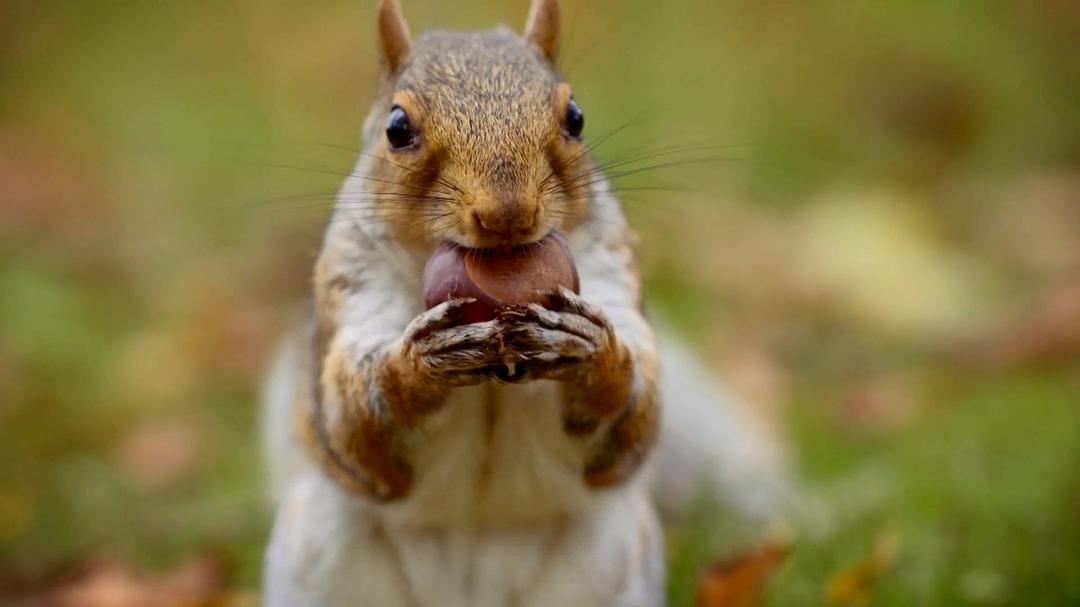 世界上最狡猾的动物 World's Sneakiest Animals
