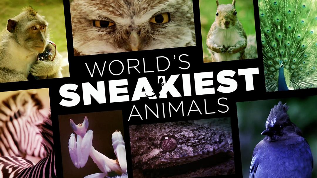 世界上最狡猾的动物 World's Sneakiest Animals
