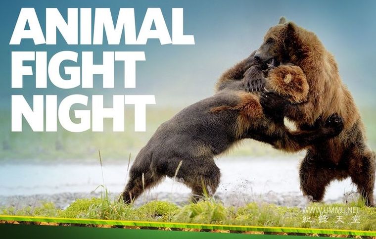 动物搏击会 第2-6季全35集 Animal Fight Night