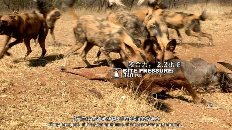 动物搏击会 第2-6季全35集 Animal Fight Night