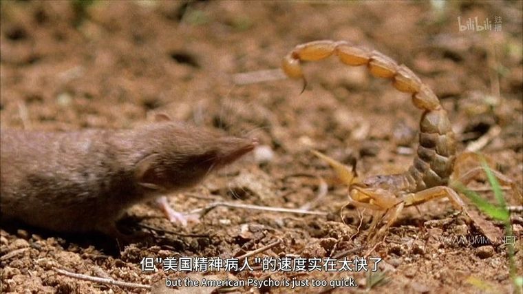 动物搏击会 第2-6季全35集 Animal Fight Night