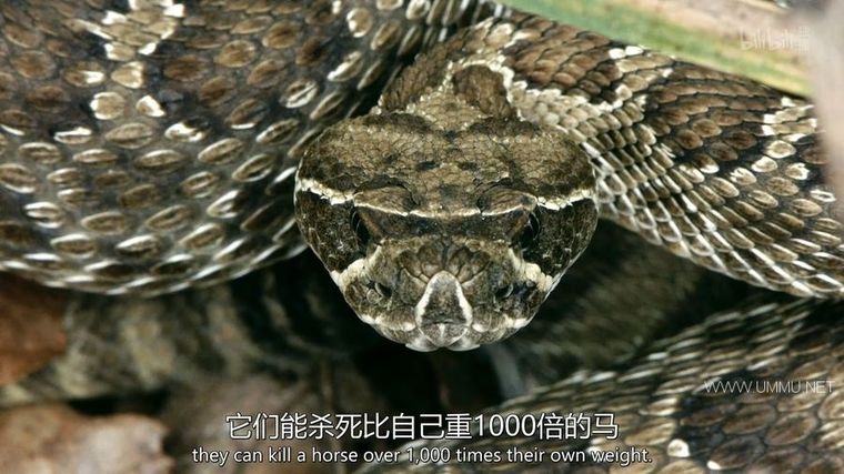 动物搏击会 第2-6季全35集 Animal Fight Night