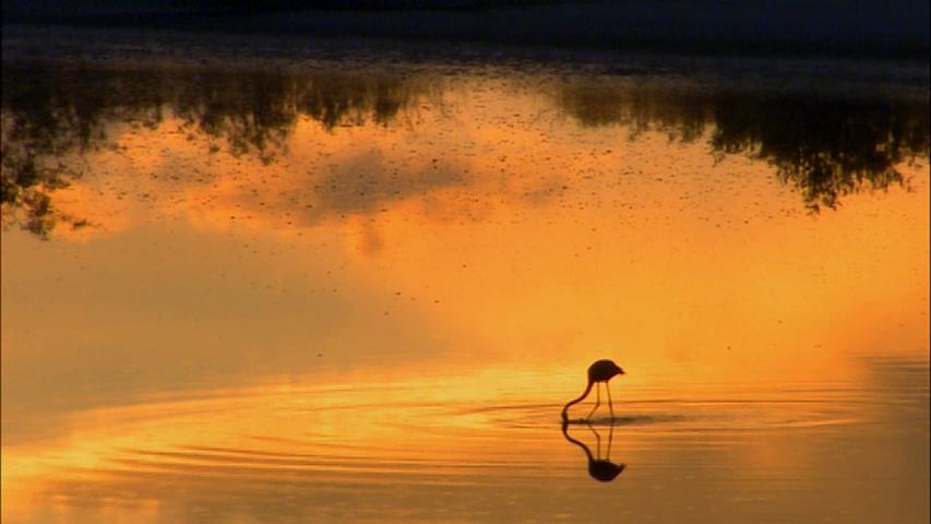 达尔文的演化远征 Darwin's Lost Voyage