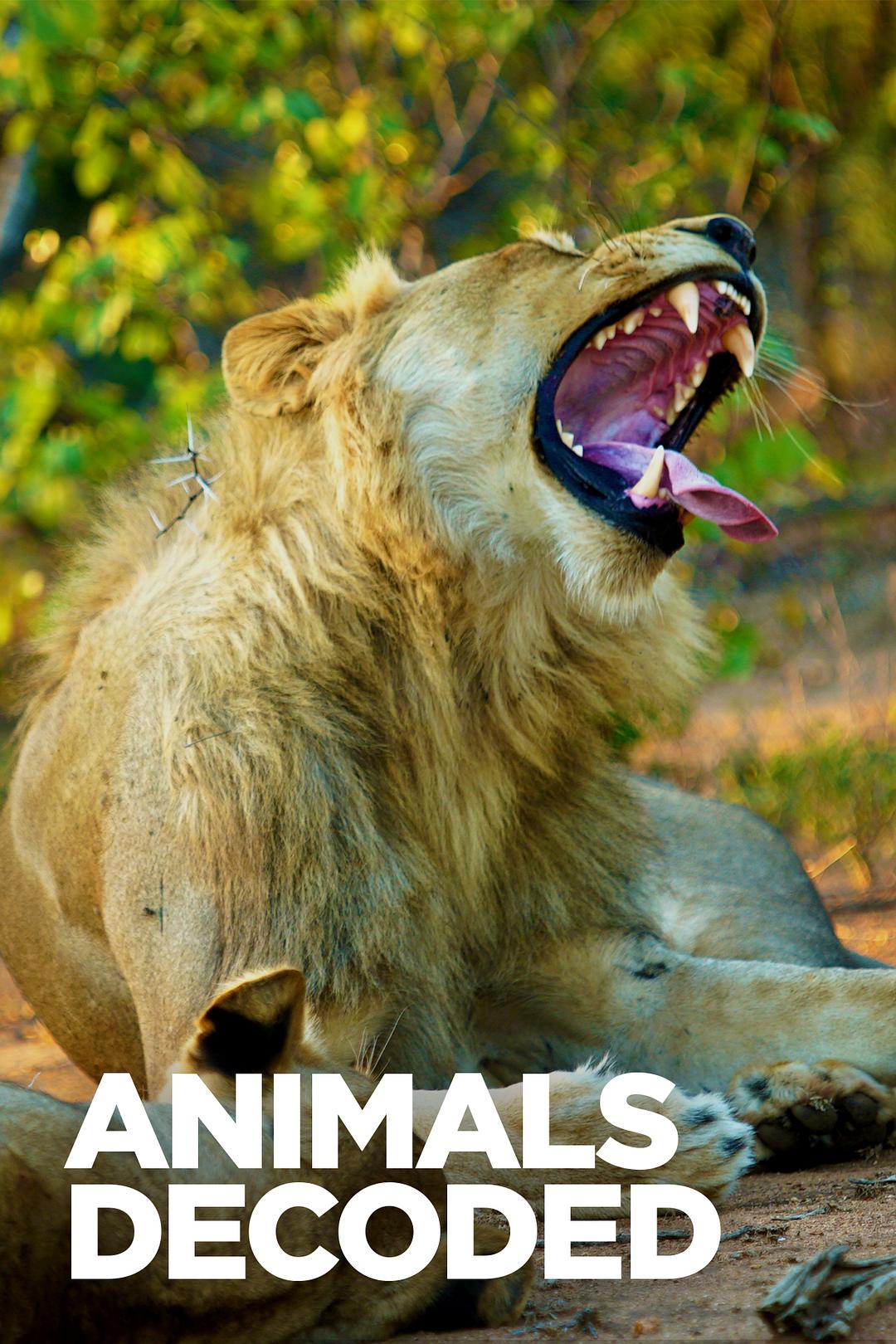 动物解码 Animals Decoded