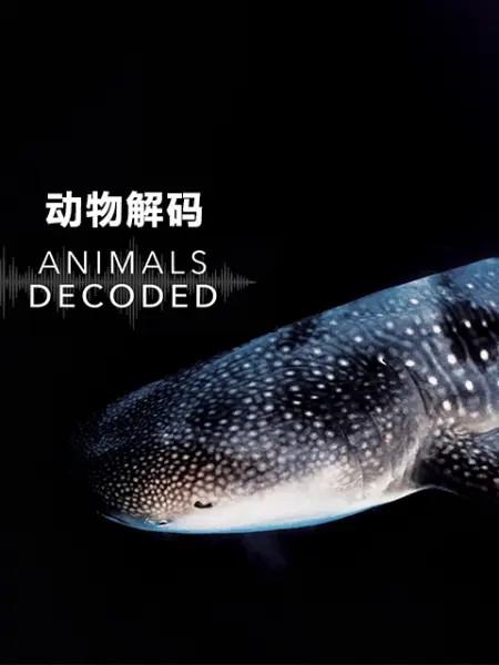 动物解码 Animals Decoded