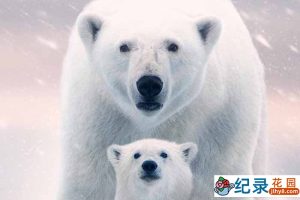迪士尼野生动物纪录片《北极熊 Polar Bear》全1集中字 4K纪录片资源百度云盘下载