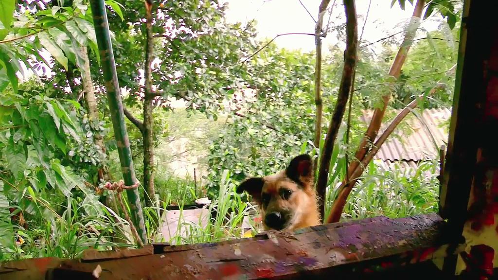 欢迎来到里约热内卢 Welcome to Rio