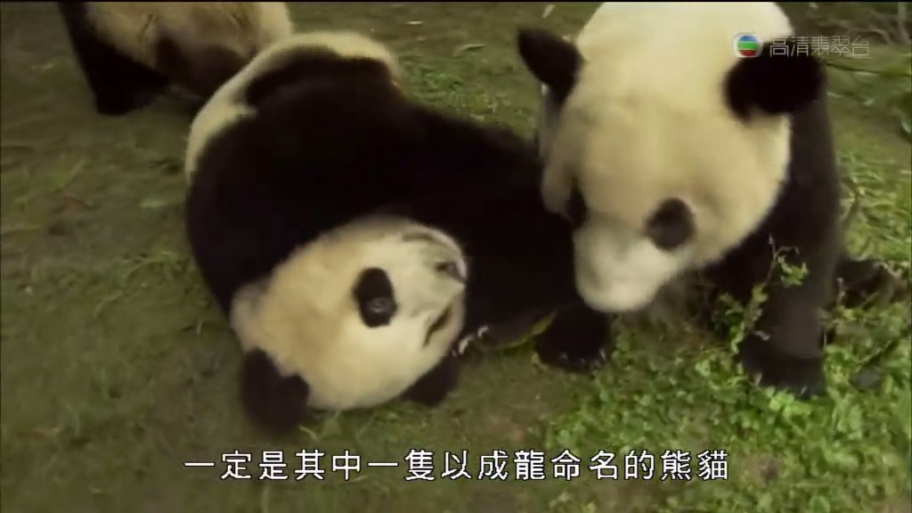 马文与中国大熊猫 Panda Adventure with Nigel Marven